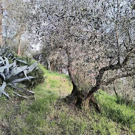 Il Cestino Di Ciliegie Tatil Evi *